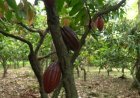 Rota do Cacau de Linhares será lançada durante o CoffES 2026