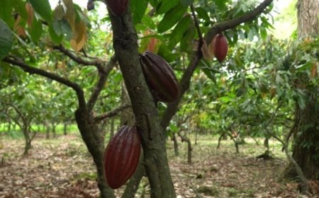 Rota do Cacau de Linhares será lançada durante o CoffES 2026