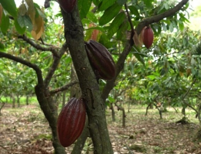 Rota do Cacau de Linhares será lançada durante o CoffES 2026
