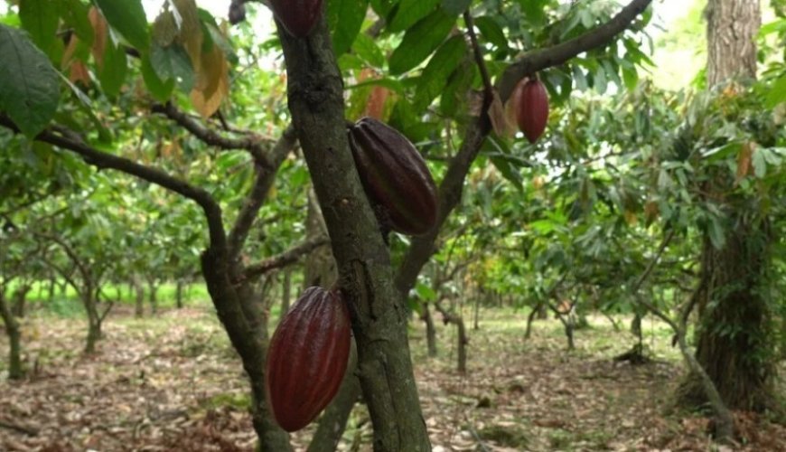 Rota do Cacau de Linhares será lançada durante o CoffES 2026